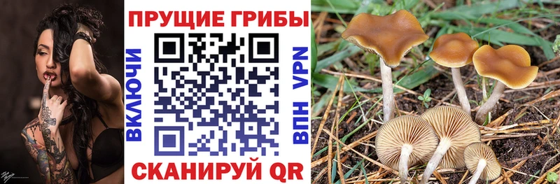 omg ONION  Владимир  Галлюциногенные грибы мицелий 
